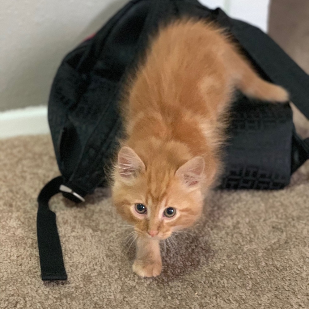 Meet your Posher, Hector